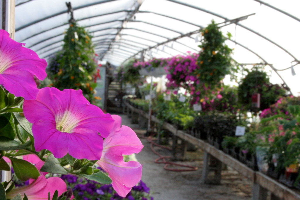 Greenhouse Greenhouse at Hueter's in York, PA WabbyTwaxx Flickr