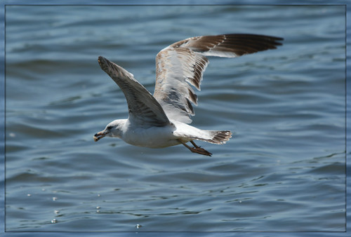 Wings Over Water ^^^ IV. Ring billed gull flying off… Flickr