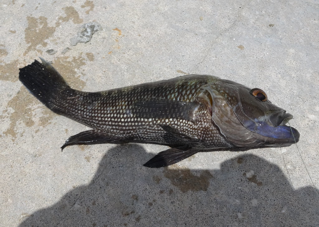 A State of Sunshine Black Sea Bass (Good Eating) Truskeptic Flickr