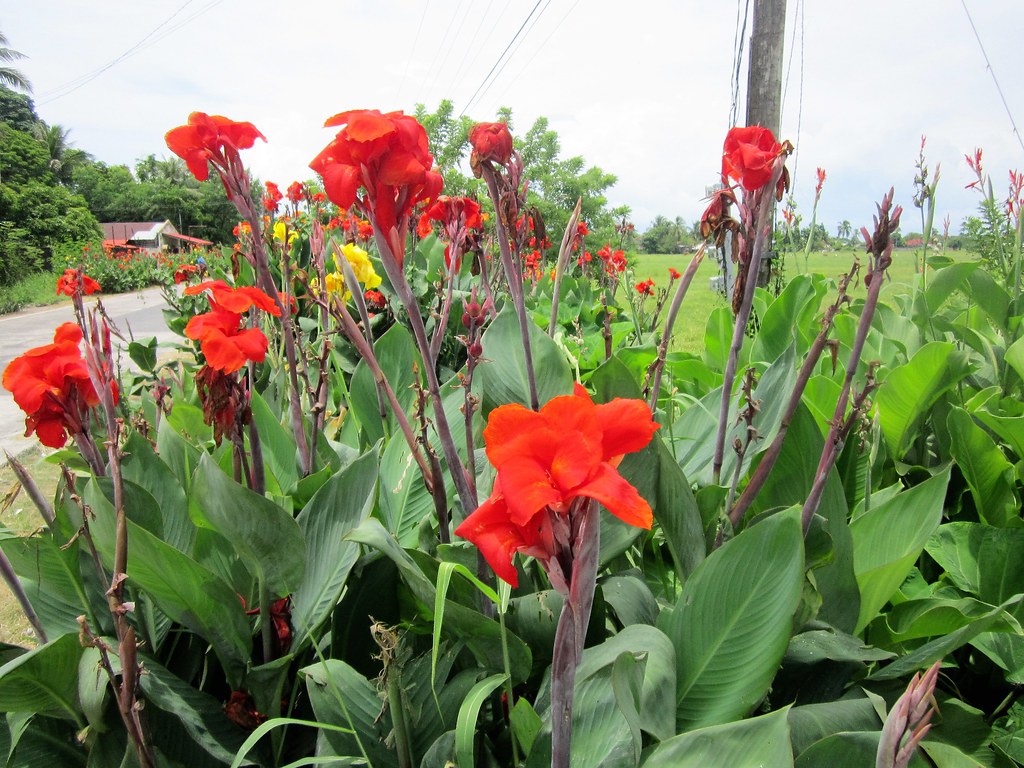 Bandera Espanola Flower Best Flower Site