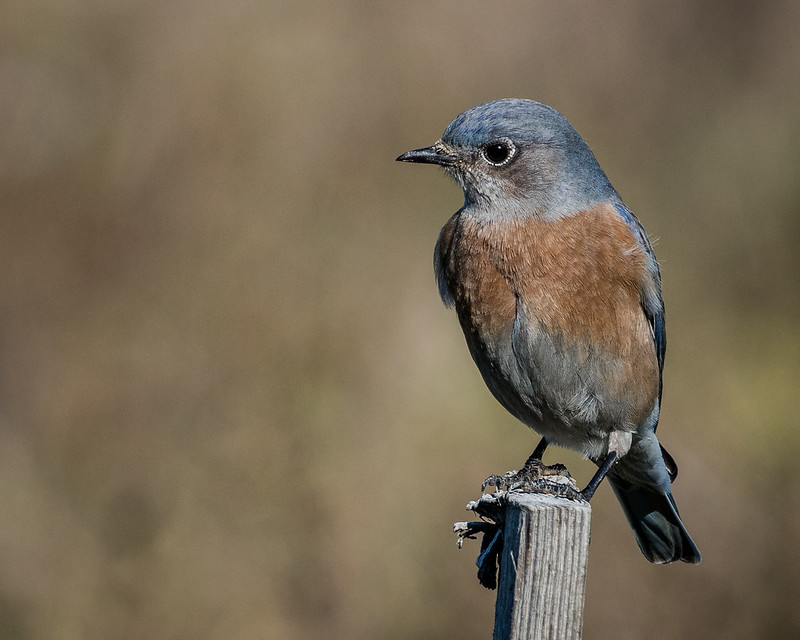 2016 Bay Area Birds Flickr