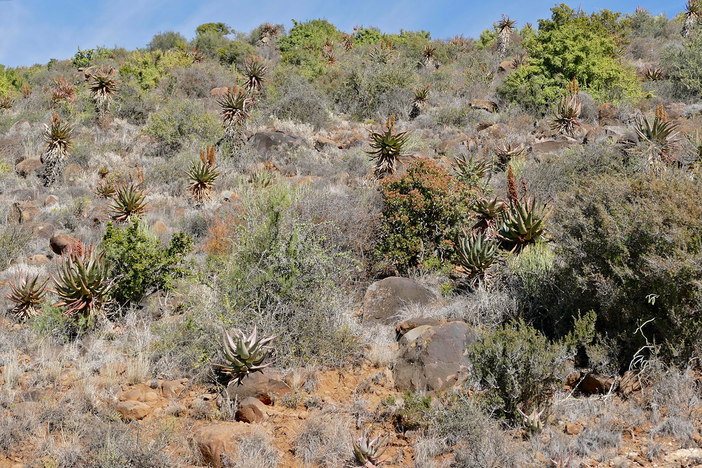 Hillside with Bitter Aloes (Aloe ferox) R63 Road, Camd… Flickr