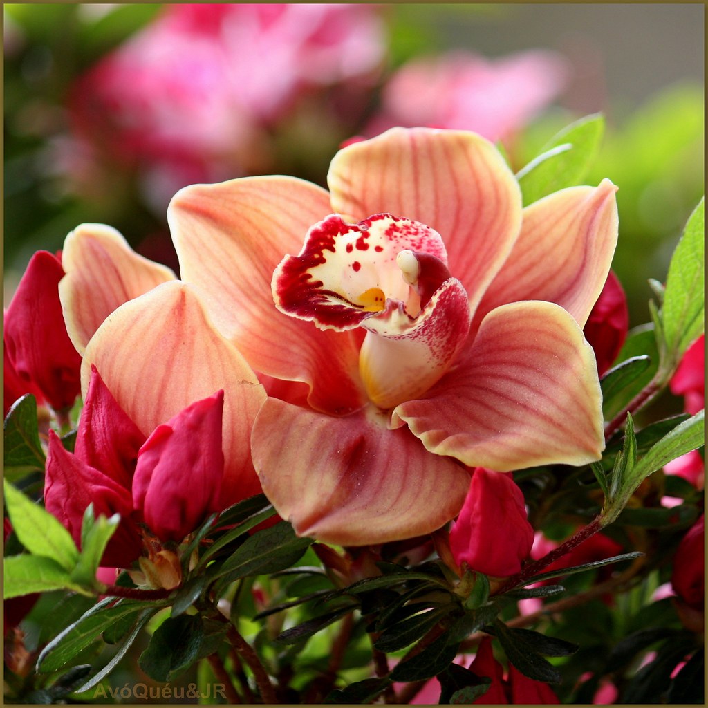 Flowers for You, my FRIENDS!!! View On Black © Todos os di… Flickr