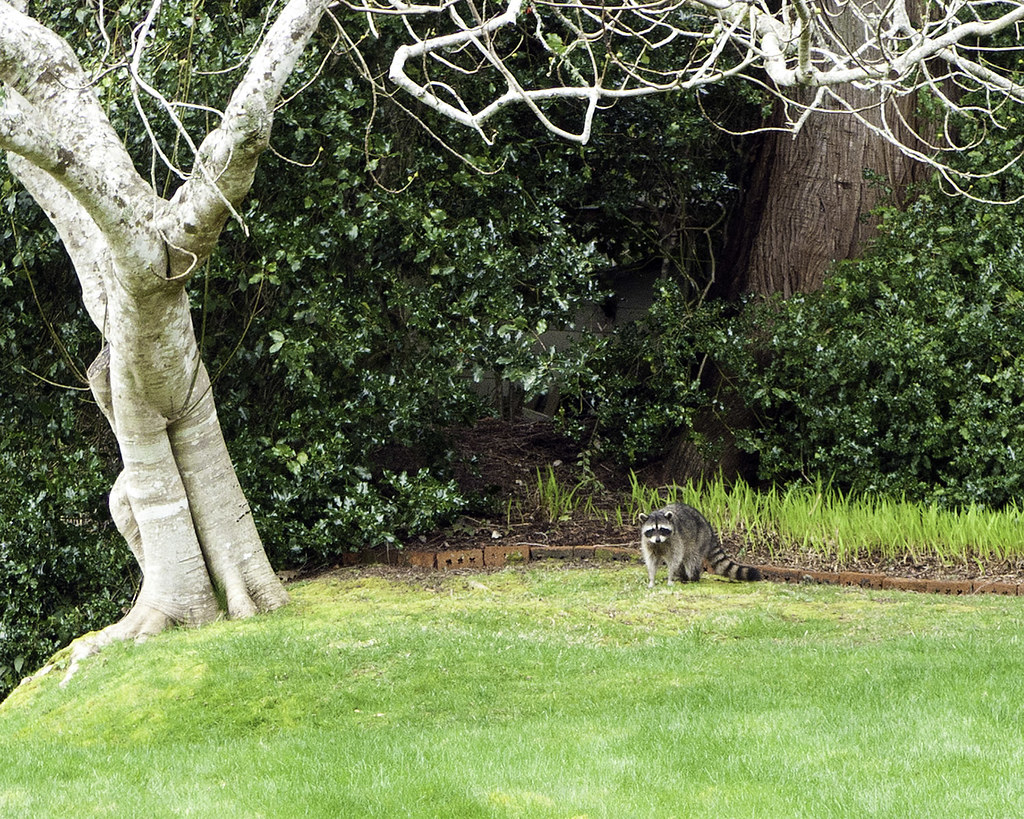 Willcox House 7local fauna The Willcox House, now a firs… Flickr