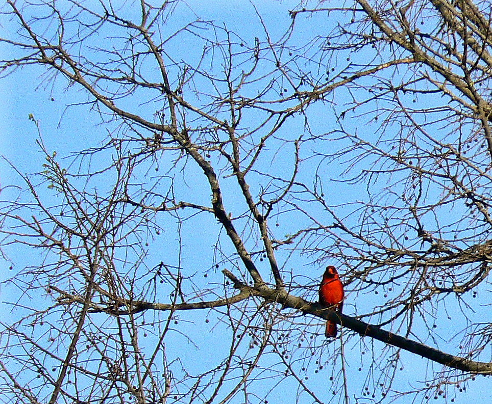 Cardinal He was journeying between my porch roof and this … Flickr