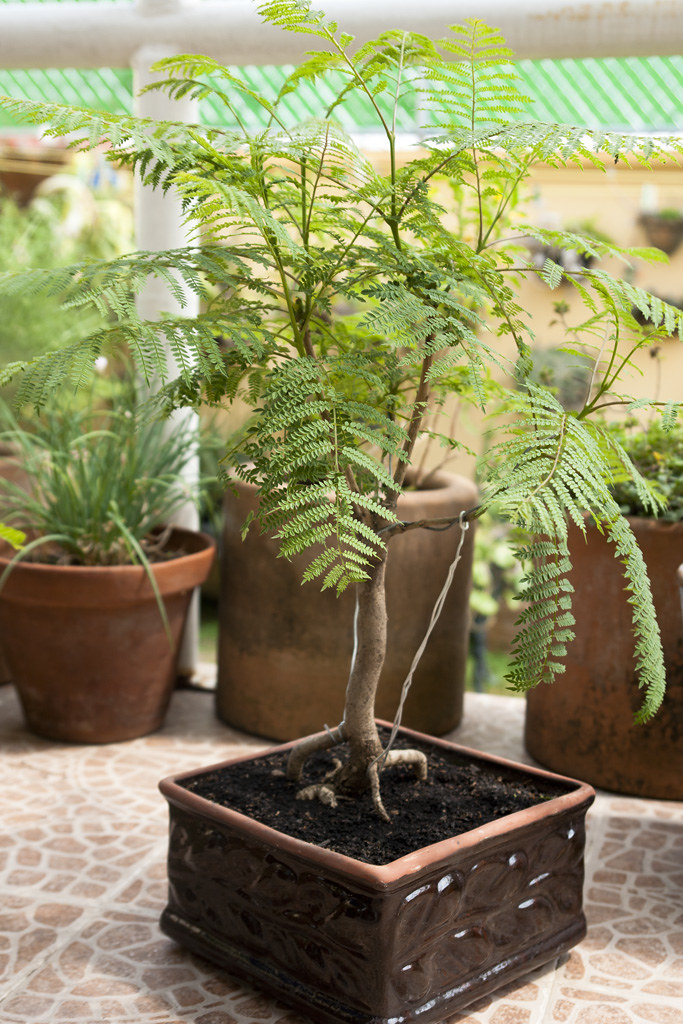 Bonsai de Jacaranda Carlos Massieu Flickr