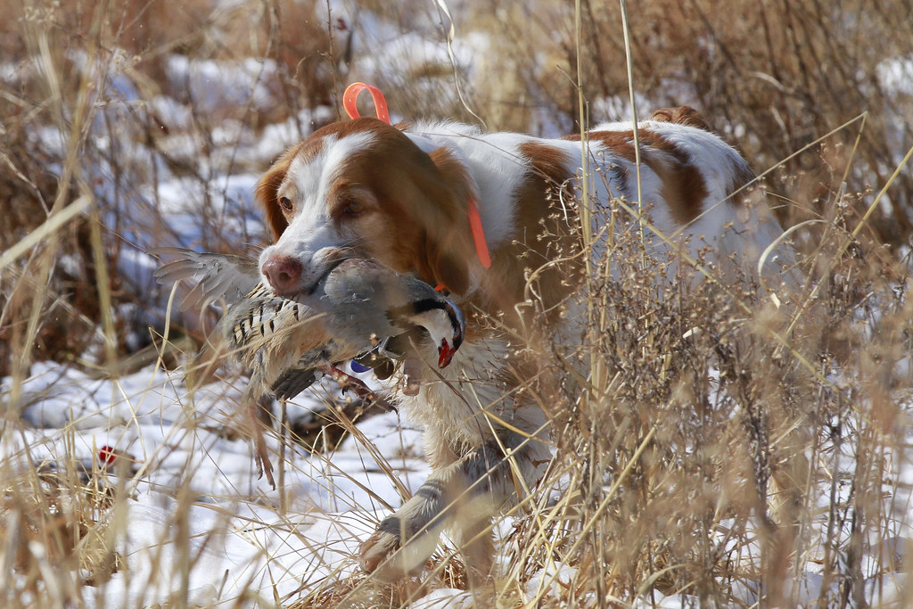 Chukar hunting dog The Homestead Hunting Preserve in West … Flickr