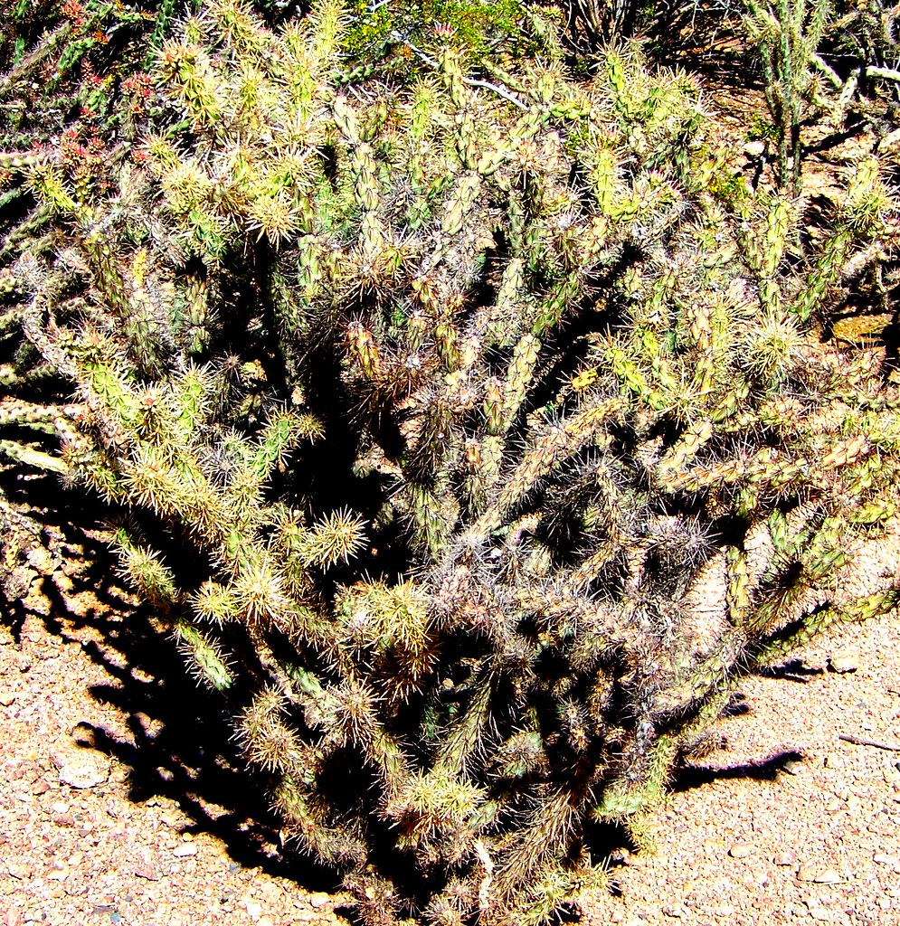 Buckhorn Cholla Desert Botanical Garden; Phoenix, Arizona.… Will