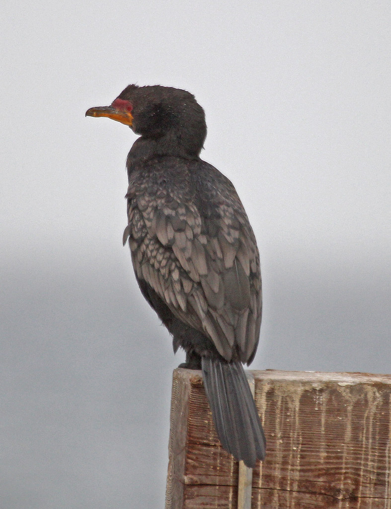 NaBo11_d60_1143a Crowned Cormorant at the guano platform n… Flickr