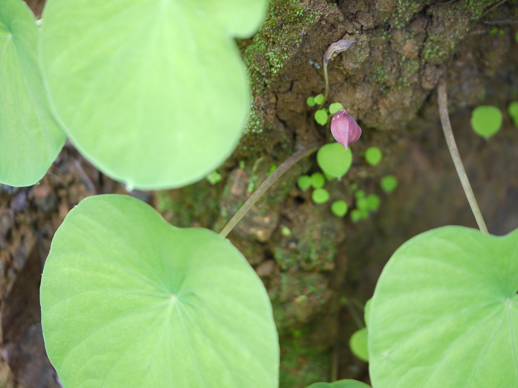 Nagamani (Marathi नागमणी) Araceae (aroid, or arum family)… Flickr