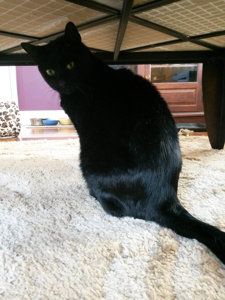 crittercarecab critter care and cab pet sitters knoxville … Flickr