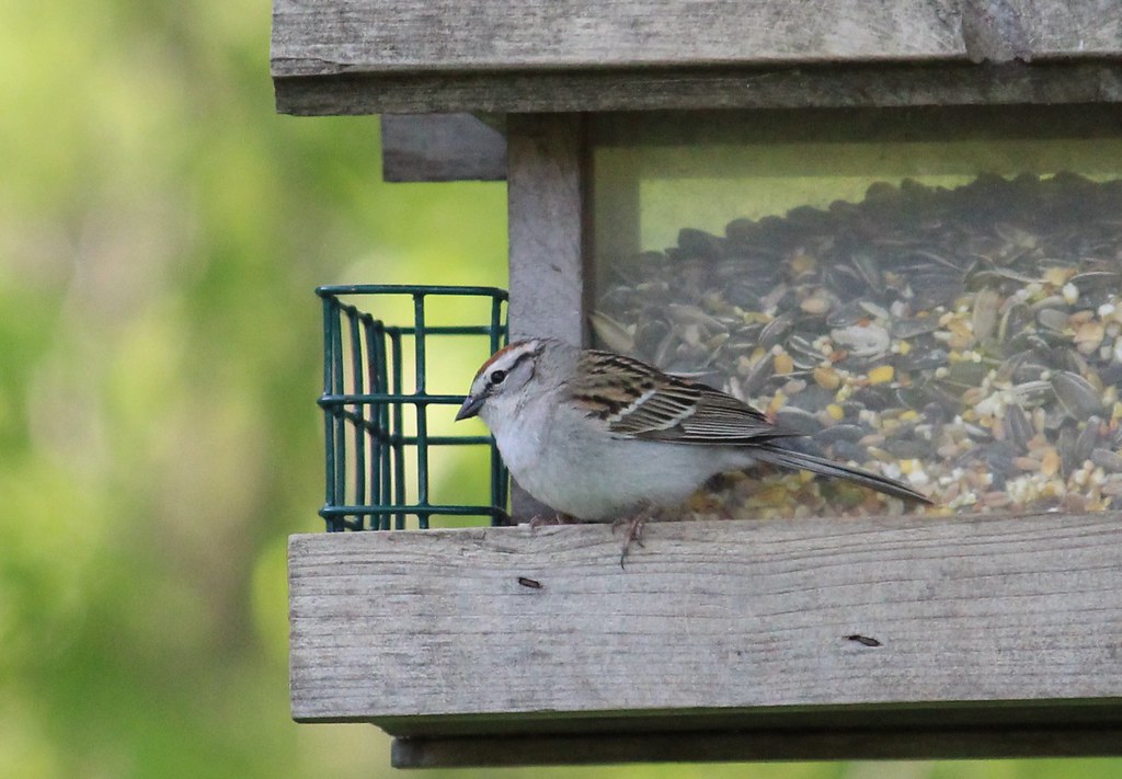 Chipping Sparrow (Spizella passerina), Zephyr, Ontario, Ca… Flickr
