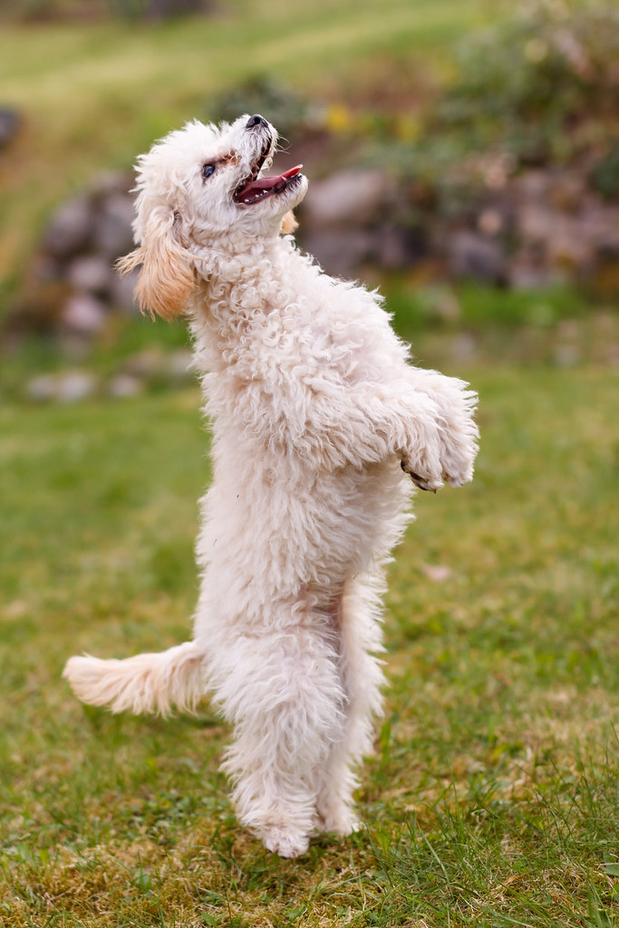 Poodle Standing Trick White poodle standing up on hind leg… Flickr
