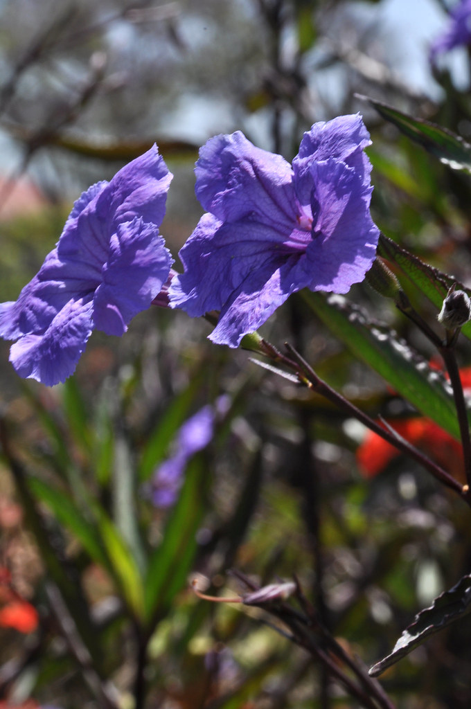 The Flowers of Los Feliz Franklin and Rodney Clinton Steeds Flickr
