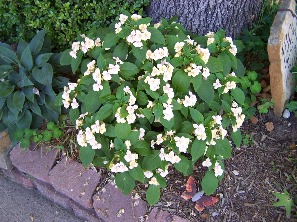 Fusion Yellow Impatiens This Exotic Impatiens is even pret… Flickr