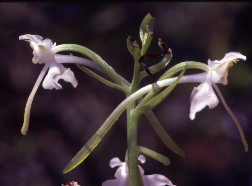 Nectar in spur of Greater Butterfly orchid (Platanthera ch… Flickr