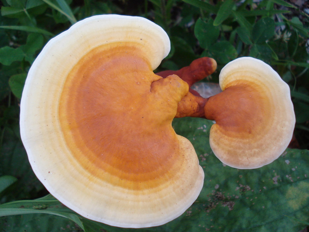 Reishi, Ling Zhi, Ganoderma lucidum WildBranch Flickr