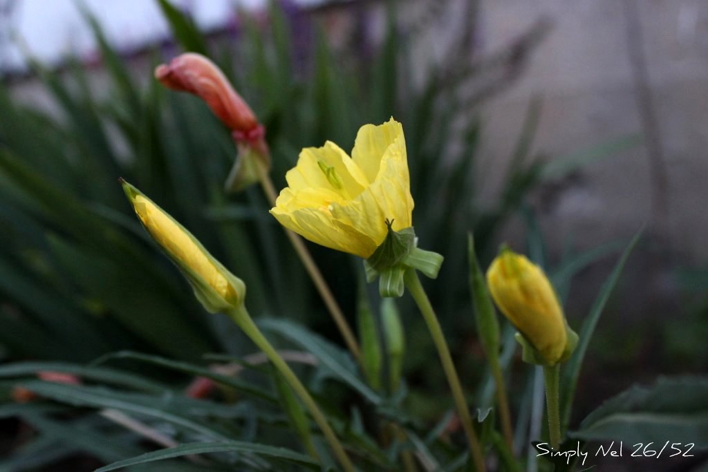 Hidden Till Dusk The Evening Primrose flower blooms at dus… Flickr