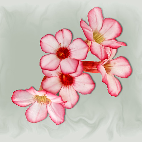 Anguilla Flower axaaddict Flickr