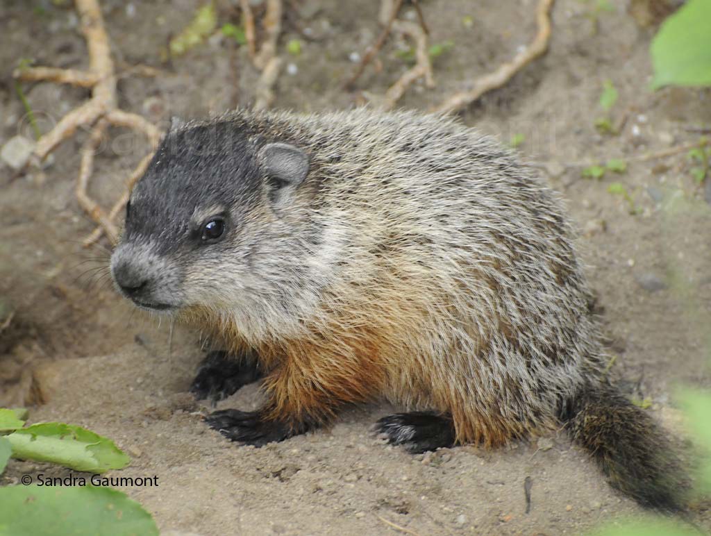 All sizes Baby woodchuck Flickr Photo Sharing!