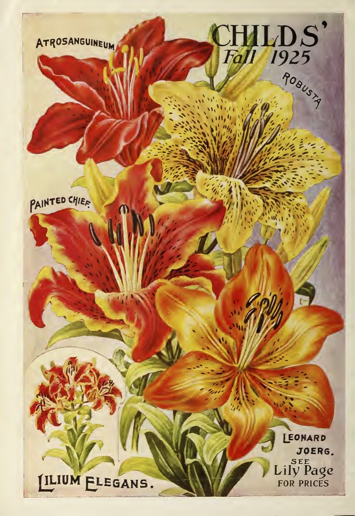 Lilies. John Lewis Childs, Inc. (1925) From the Swallowtai… Flickr
