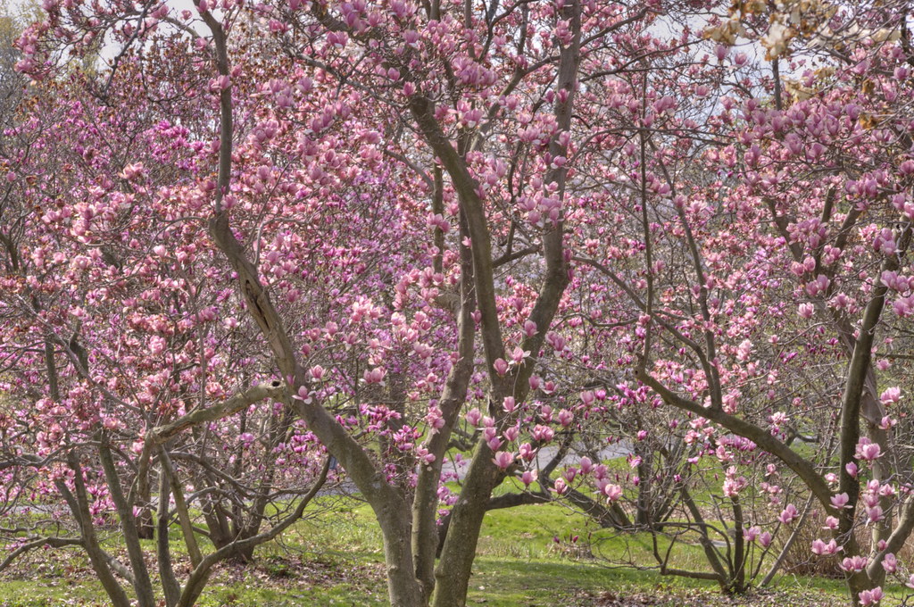20 Magnolia Trees in Bloom A walk in Rochester New York's … Flickr