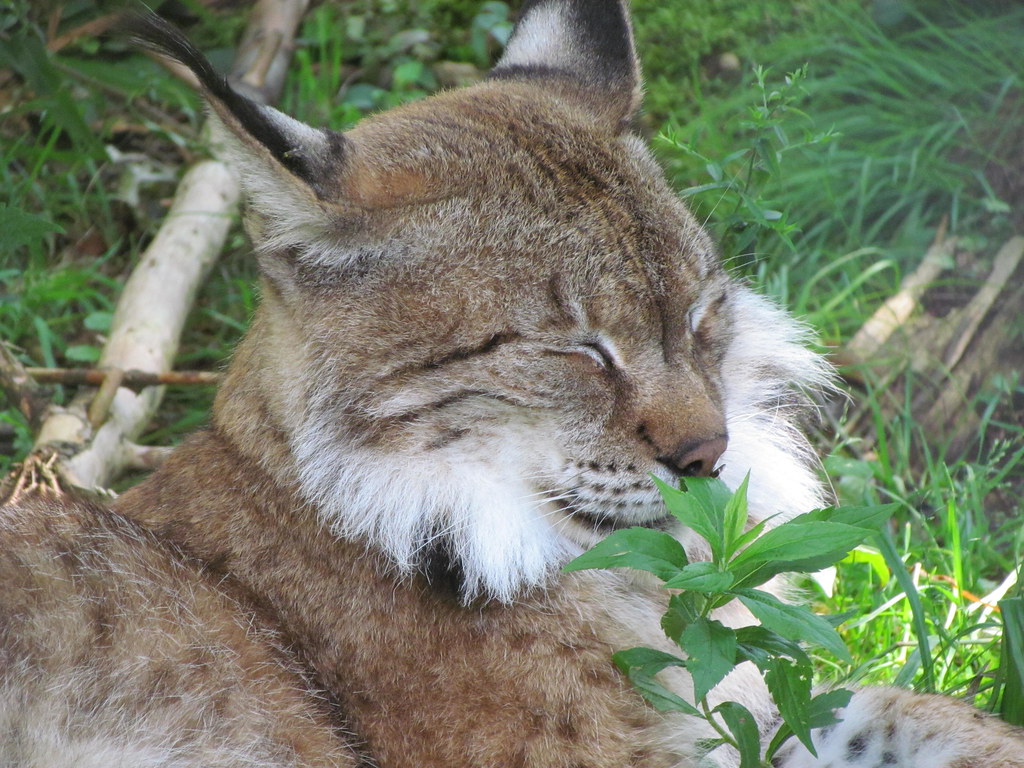 Lynx Smelling Flowers Gener24 Flickr