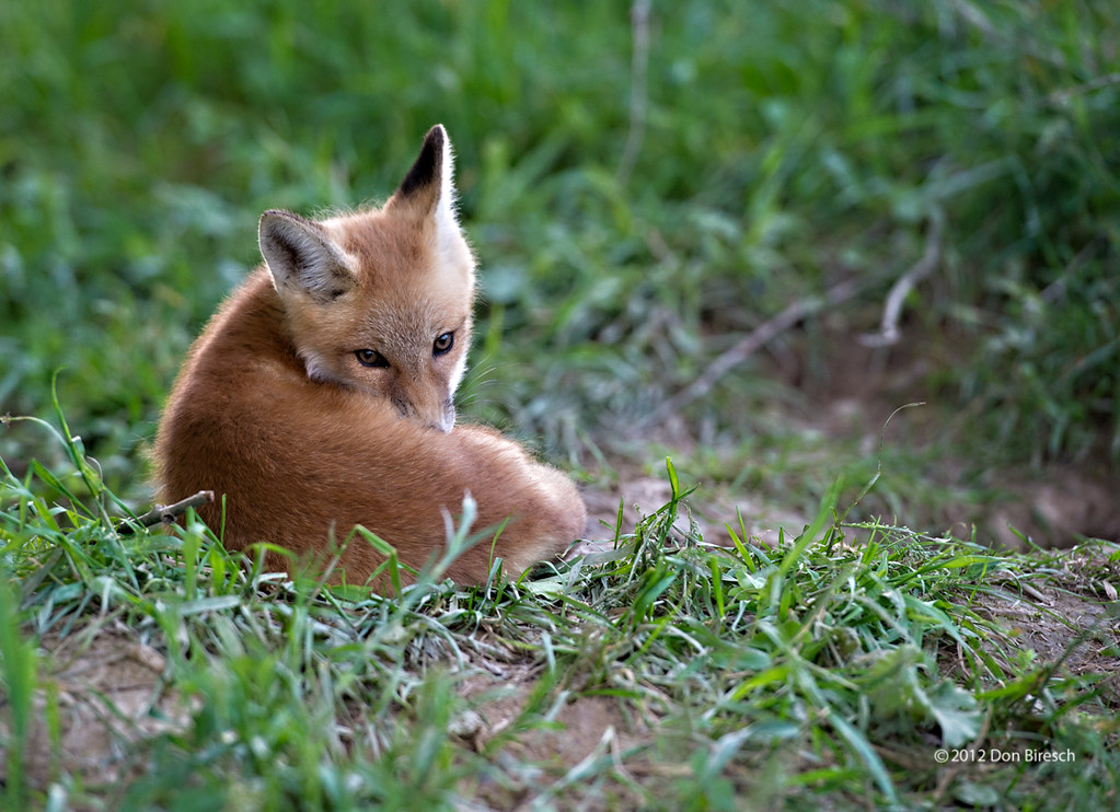 fox kit194 Fox Kits dfbphotos Flickr