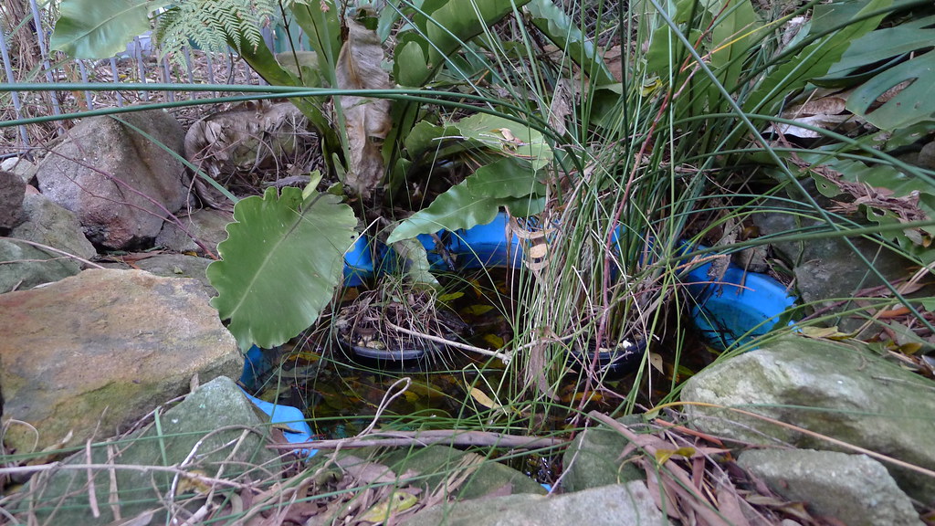 Backyard frog pond My frog pond is made from a discarded c… Flickr