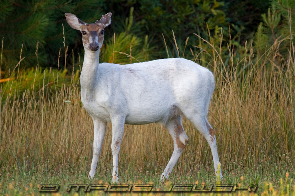 Piebald White Tailed Deer Doe Piebald White Tailed Deer at… Flickr