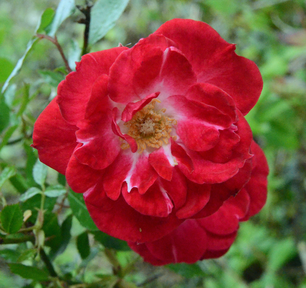 Miniature Red Rose Miniature red rose Arkensiel Photographs Flickr