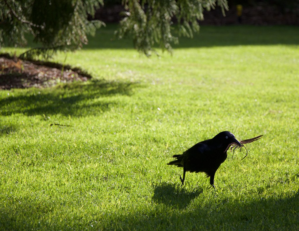 Crow running to build nest Dale Gillard Flickr