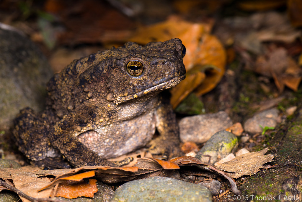 Giant River Toad (Phrynoidis juxtasper) Sabah, Borneo. Thi… Flickr