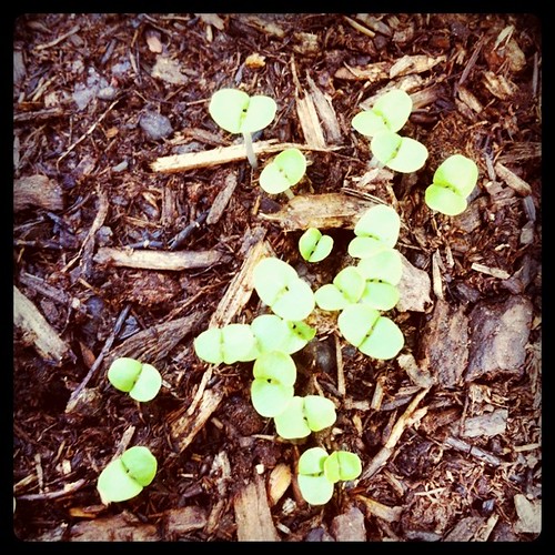 Basil babies Joel Wiebner Flickr