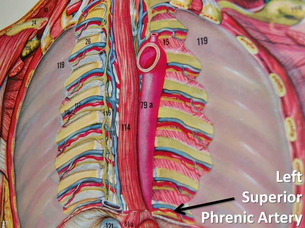 Left superior phrenic artery The Anatomy of the Arteries