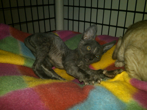 6 Week Old BlueCream Cornish Rex Kitten Going for her bro… Flickr