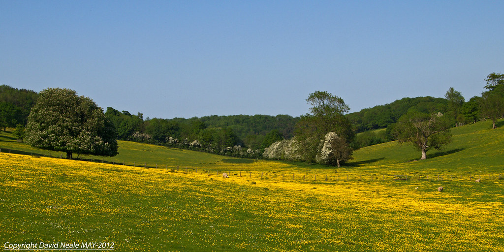 Buttercup Valley Acrise (Folkestone) This lovely yellow … Flickr
