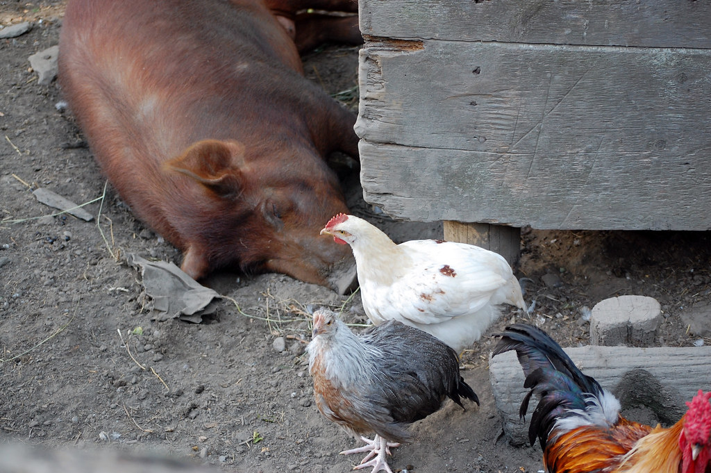 Untitled Coggeshall Farm Museum Flickr