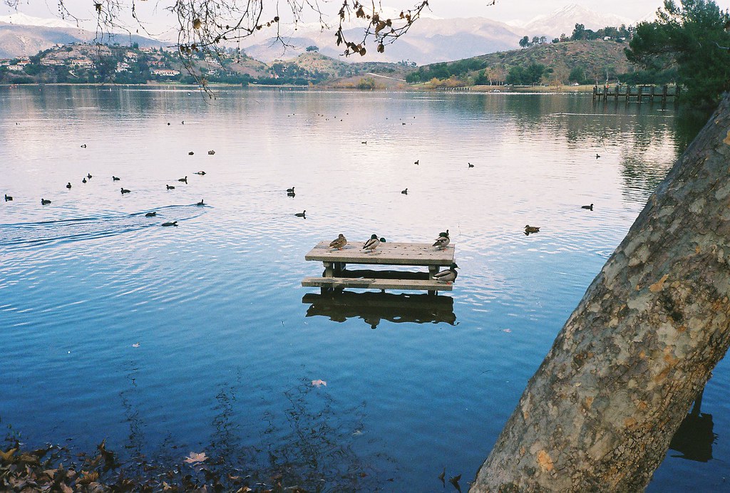 Duck Picnic 2 The ducks are enjoying their own picnic tabl… Flickr