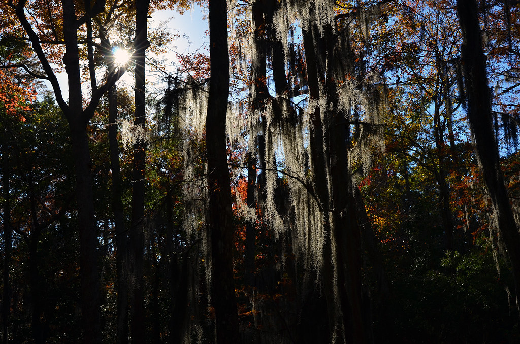 Spanish Moss 1 First Landing State Park, Virginia Beach, V… John