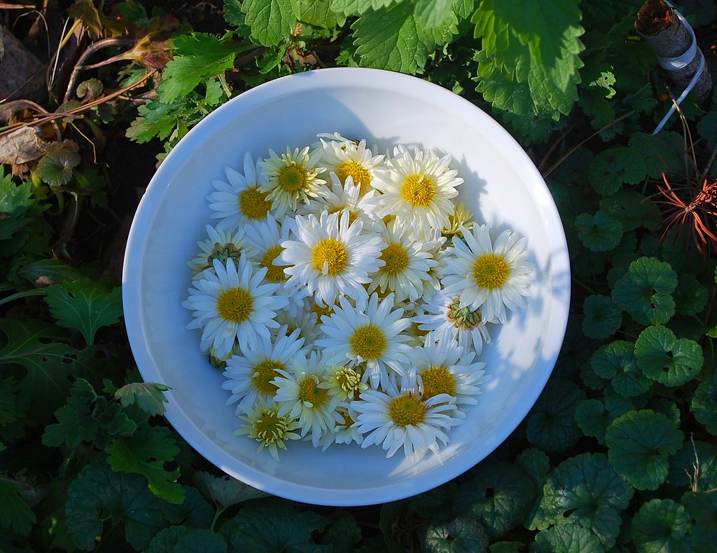 Chrysanthemum tea flowers A Growing Tradition Blog Flickr