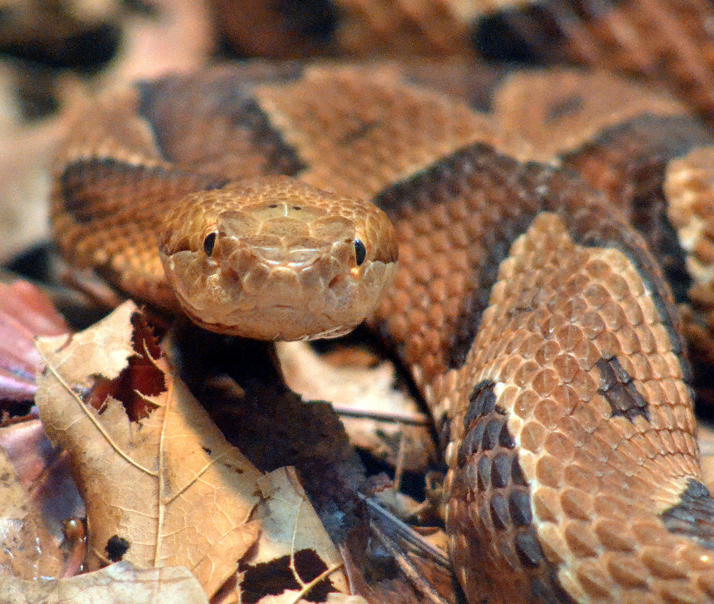 20101204_1312 Northern Copperhead (Agkistrodon contortrix … Flickr