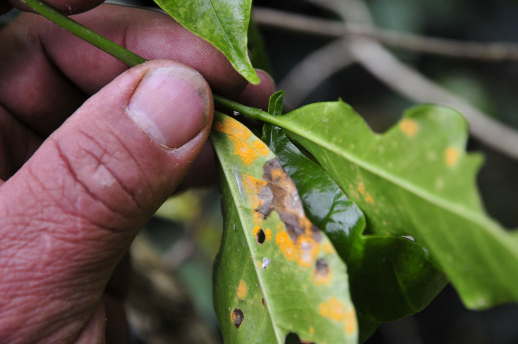 2DU colombia 29 Coffee rust at a farm in Cauca, southweste… Flickr