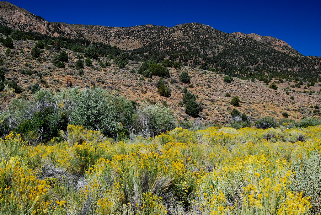 East Walker Sagebrush Rabbitbrush and sagebrush foothills … Flickr
