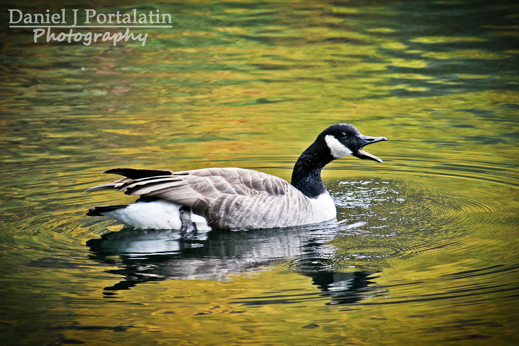 Canadian Goose Calling Daniel Portalatin Flickr