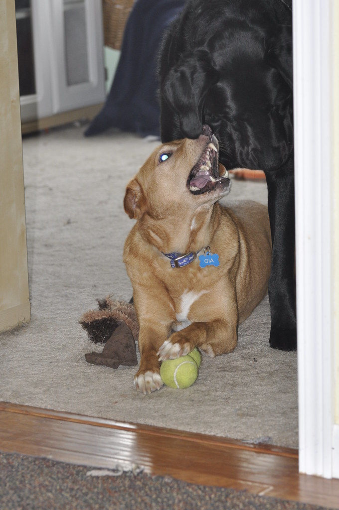 Gia Gia still guarding balls Michael Silberstein Flickr