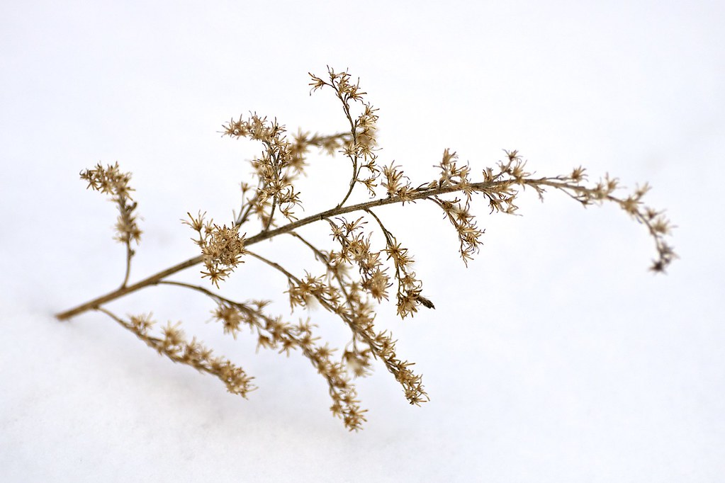 Dried Canada goldenrod in winter Dried Canada goldenrod (S… Flickr