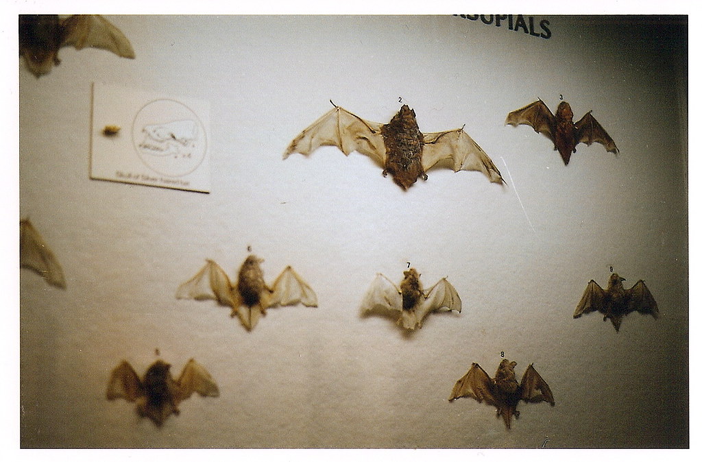 bats. at the museum of natural history in new york, new yo… Flickr