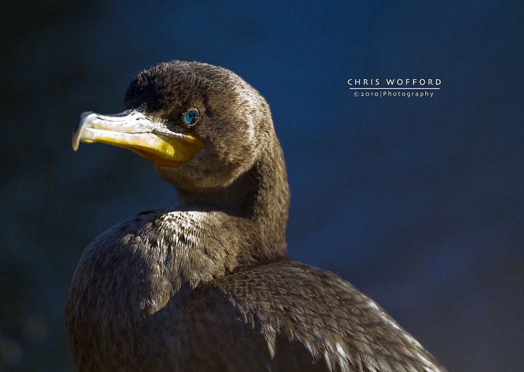Cormorant, Chincoteague, VA Cormorant in morning light...t… Flickr