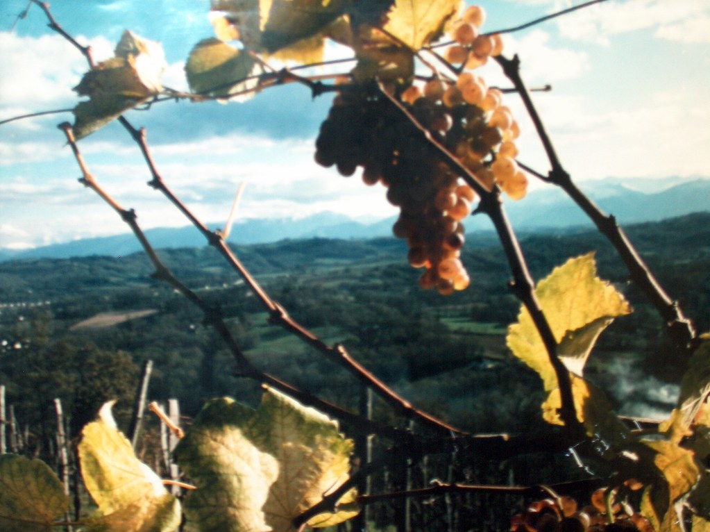 saint faust 014 vignoble du jurançon petit manseng et pyré… Flickr